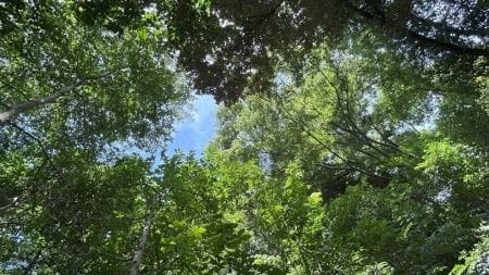 湧水の豊かな自然を守ろう！
【2025年7月19日実施 / 矢川緑地保全地域 / 草刈り / ボランティア】