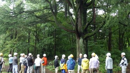 市街地に残るアカマツと名木の森を守ろう！【2025年9月13日実施 / 清瀬松山緑地保全地域 / 森林整備/ ボランティア】