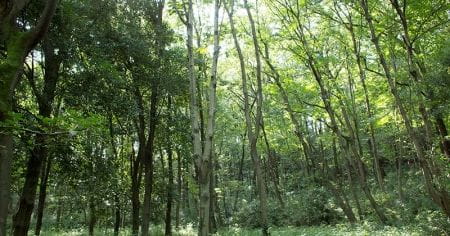 町田の里山で１日自然体験！
【2025年9月20日実施 / 七国山緑地保全地域 / 竹伐採 / クラフト】