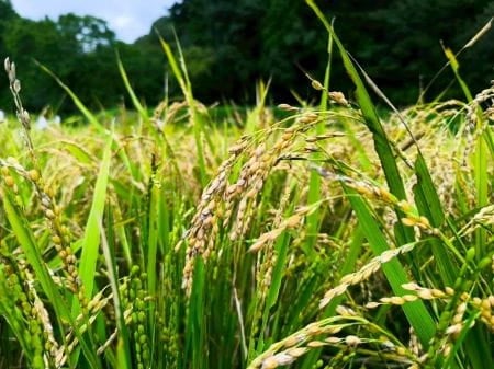 東京の里山で米作り体験！ ～稲刈り編～
【2025年9月27日実施 / 横沢入里山保全地域 / 稲刈り】