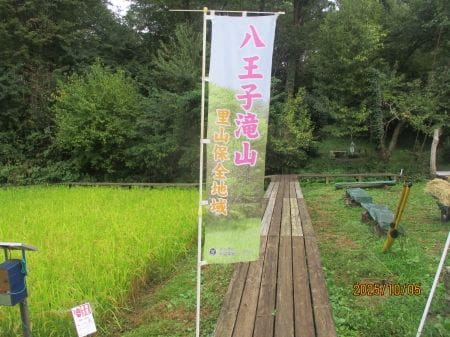八王子で稲作体験！秋の里山で稲刈りにチャレンジ！
【2025年10月5日実施 / 八王子滝山里山保全地域 / 稲刈り / はざかけ】