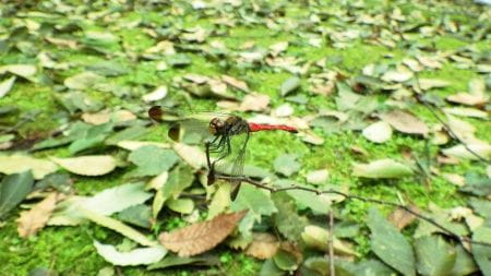 多様な生きものが棲める里山をつくろう！―中級者プログラム―【2024年９月21日実施 / 八王子長房緑地保全地域 / 自然観察 / 下草刈り / ナラ枯れ / 植生管理 / ボランティア】