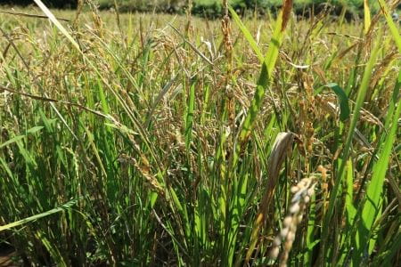 東京の里山で稲作体験! 秋の実りを収穫しよう!【2024年10月13日実施 / 横沢入里山保全地域 / 田んぼ / 稲刈り / はざかけ / 自然 / 東京　/ ボランティア】