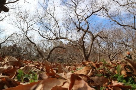 彩り豊かな恵みの森を手入れしよう！【2025年1月25日実施 / 宇津木緑地保全地域 / 樹木伐採 / 枝払い / 丸太運び /　薪割り / 落ち葉集め / ボランティア】