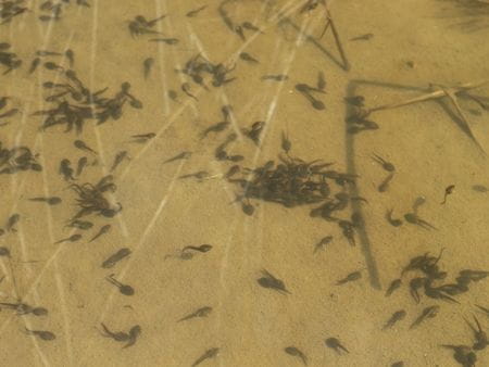 東京の里山で堆肥作りをしてみよう！【2024年3月9日実施 / 横沢入里山保全地域 / 田んぼ / 堆肥作り / 東京 / ボランティア】