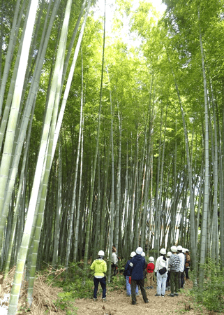 春本番!東京の里山で竹刈り体験!【2024年4月21日実施 / 多摩東寺方緑地保全地域/竹刈り / タケノコ掘り / 自然観察 / 東京 / ボランティア】