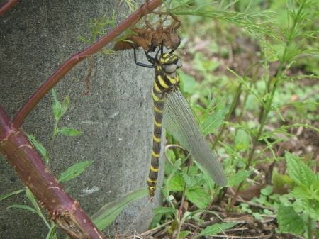 八王子で稲作体験！初夏の里山で田植えにチャレンジ！【2024年6月30日実施 / 八王子滝山里山保全地域 / 田んぼ / 田植え / 東京 / ボランティア】