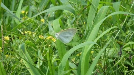 東京の里山で稲作体験！東京の田んぼで草取り大作戦！！【2024年7月13日実施 / 横沢入里山保全地域 / 田んぼ / 草取り / 東京 / ボランティア】
