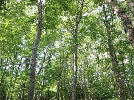 みんなで明るい森を育てよう！【2023年7月23日実施 / 八王子大谷緑地保全地域 / 自然観察 / 萌芽更新  / 下草刈り / 間伐 / クラフト体験】