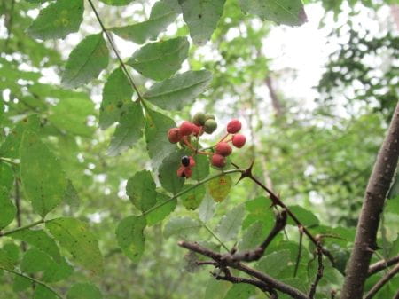 多様な生きものが棲める里山をつくろう！―中級者プログラム―【2023年9月16日実施 / 八王子長房緑地保全地域 / 自然観察 / 下草刈り / ナラ枯れ / 植生管理 / ボランティア】