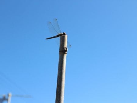 八王子で稲作体験！秋の里山で稲刈りにチャレンジ！【2023年10月7日実施 / 八王子滝山里山保全地域 / 田んぼ / 稲刈り / はざかけ / 東京 / ボランティア】