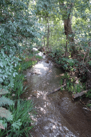 湧水の森の１日体験！【2023年10月28日実施 / 南沢緑地保全地域 / 湧水 / 自然 / 間伐 / 剪定 / クラフト / 東京 / ボランティア】