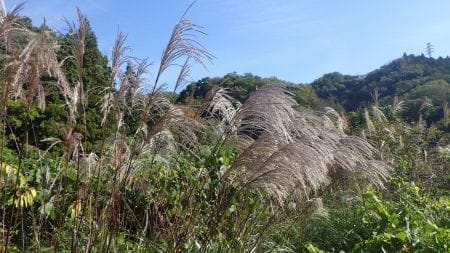 東京の里山で稲作体験! 脱穀して稲穂から籾（もみ）を集めよう!【2023年11月4日実施 / 横沢入里山保全地域 / 田んぼ / 脱穀 / 米 / 東京 / ボランティア】