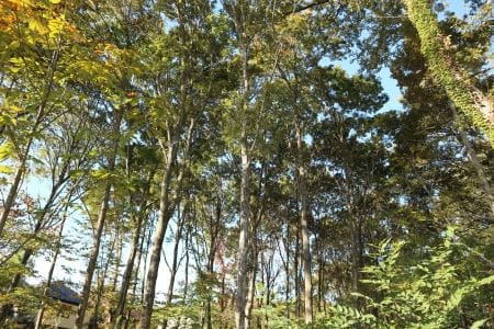 美しい武蔵野の雑木林を守ろう！【2023年11月18日実施 / 海道緑地保全地域 / 自然観察 / どんぐり / 畑 / 伐採 / 東京 / ボランティア】