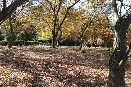 恵みの森の１日里山体験！【2023年12月2日実施 / 宇津木緑地保全地域 / 自然観察 / 樹木伐採 / 落ち葉かき / ゆずの収穫 / ボランティア】