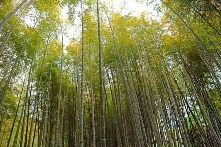 春本番!東京の里山で竹刈り体験!【2023年4月23日実施 / 多摩東寺方緑地保全地域 / 竹刈り / タケノコ掘り / 自然観察　/　東京　/ ボランティア】