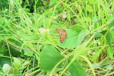 小学生集まれ♪東京で稲作体験！田んぼで田植えをしてみよう！～小学生向けプログラム～【2023年5月21日実施 / 横沢入里山保全地域 / 田んぼ / 田植え / 小学生/ 東京 /ボランティア】