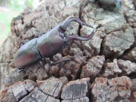 初夏の恵みにタッチ！宇津木の森で里山体験！【2023年5月28日実施 / 宇津木緑地保全地域 / 自然観察 /  下草刈り / 梅もぎ 】