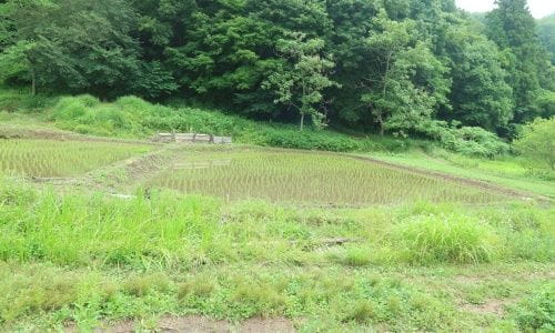 東京の里山で稲作体験！田植えの季節到来！【2023年6月10日実施 / 横沢入里山保全地域 / 田んぼ / 田植え /　東京　/　ボランティア】
