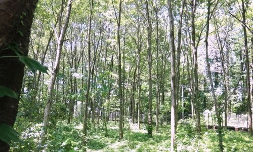 美しい武蔵野の雑木林を守ろう！【2023年6月17日実施 / 海道緑地保全地域 / 自然観察 / 下草刈り / クラフト体験 /東京 / ボランティア】