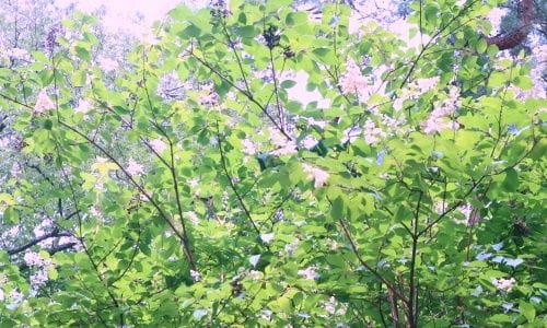 城跡で竹の伐採体験！歴史と自然に触れよう！【2023年６月18日実施 / 勝沼城跡歴史環境保全地域 / 自然観察 / 竹伐採 / 下草刈り / クラフト/ 東京ボランティア】