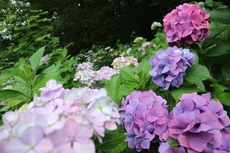 東京の里山でホタル！？幻想的な光と一緒に過ごそう！【2023年6月24日実施 / 八王子館町緑地保全地域 / 自然観察 / ホタル観察 / 間伐材処理/ 東京 / ボランティア】