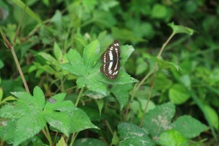 東京の里山で稲作体験！東京の田んぼで草取り大作戦！！【2023年7月15日実施 / 横沢入里山保全地域 / 田んぼ / 草取り / 東京 / ボランティア】