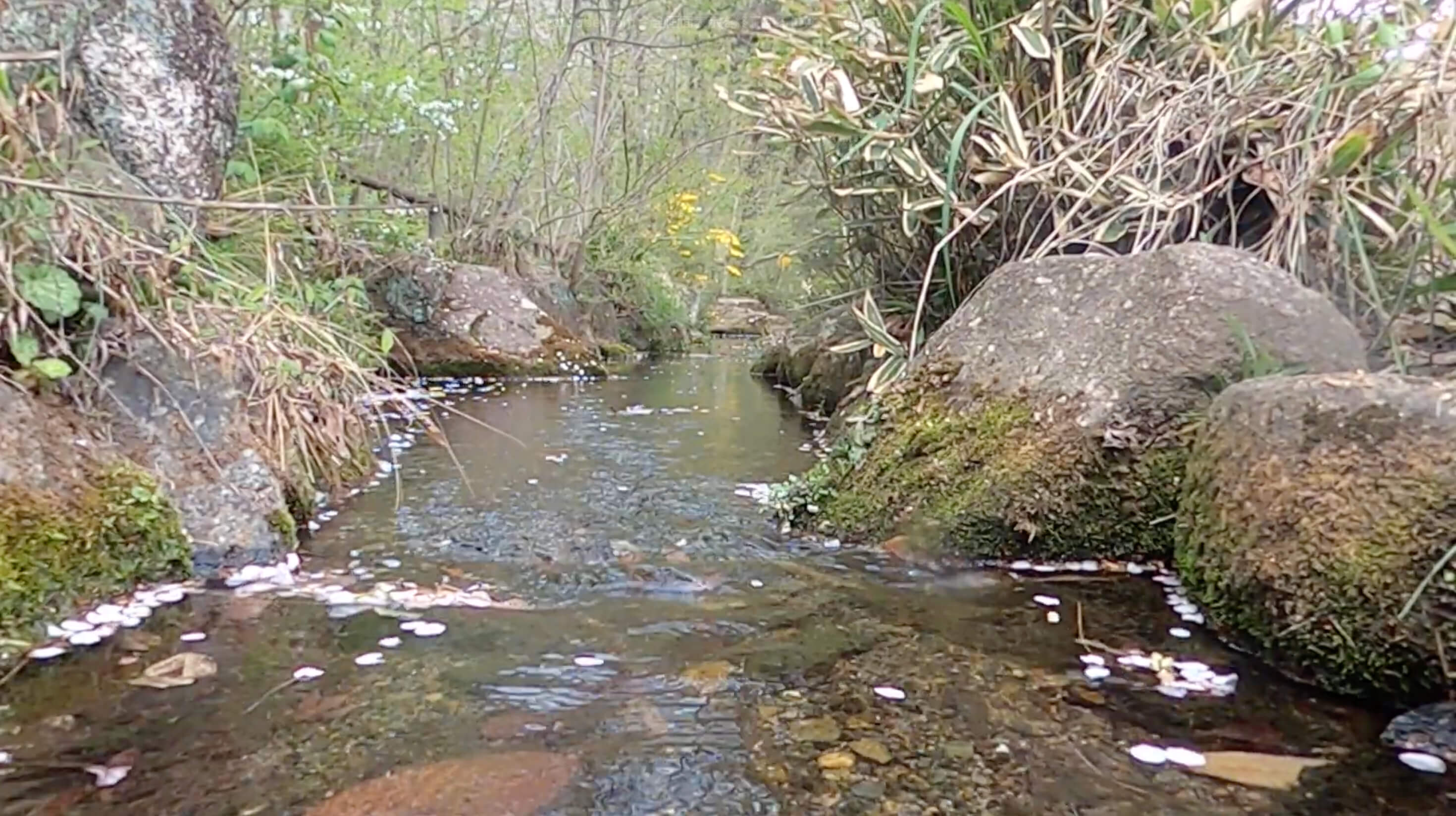東豊田緑地保全地域