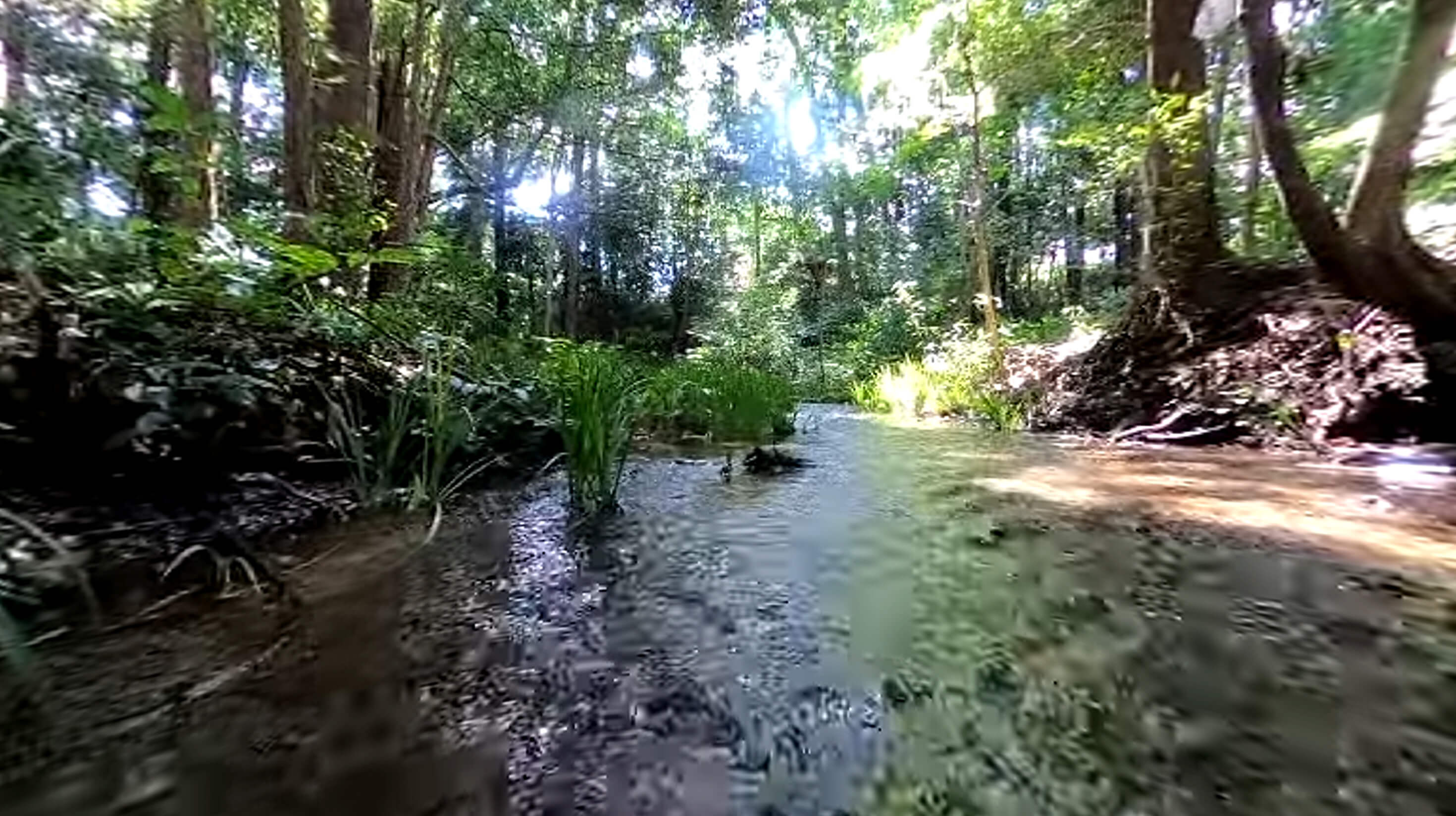 南沢緑地保全地域
